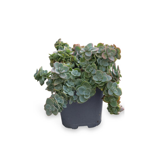 SEDUM hybride C02X8 Sunsparkler Lime Zinger