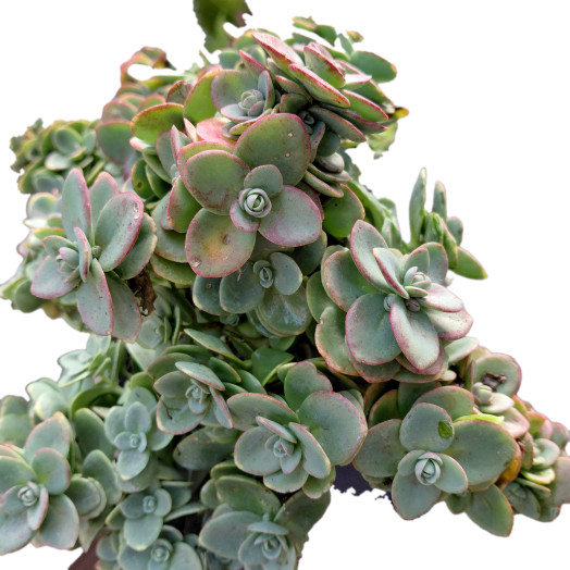 SEDUM hybride C02X8 Sunsparkler Lime Zinger