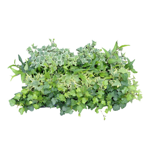 HEDERA helix D09 X24 MIX