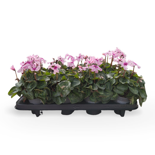 CYCLAMEN persicum D10 P x8 Illusia Rose