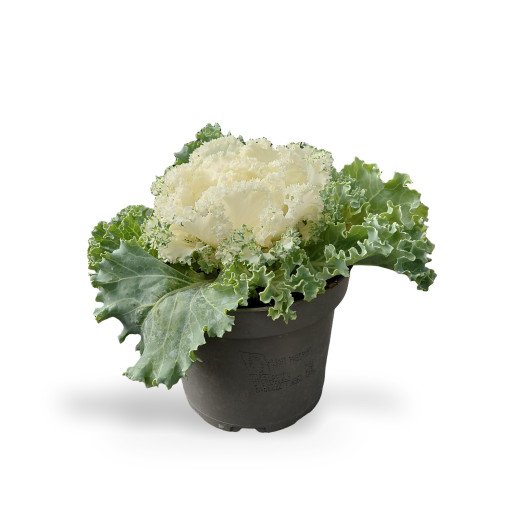 BRASSICA oleracea D13 x8 Chou d ornement
