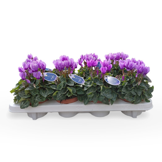 CYCLAMEN persicum D10 P x8 Super serie Dragon Blue