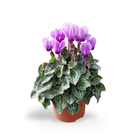 CYCLAMEN persicum D10 P x8 Super serie Dragon Blue