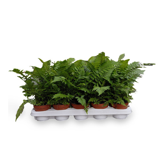DRYOPTERIS atrata D11 x15