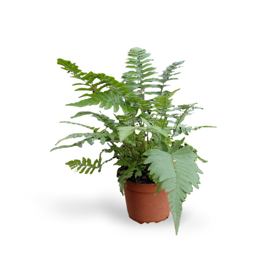 DRYOPTERIS atrata D11 x15