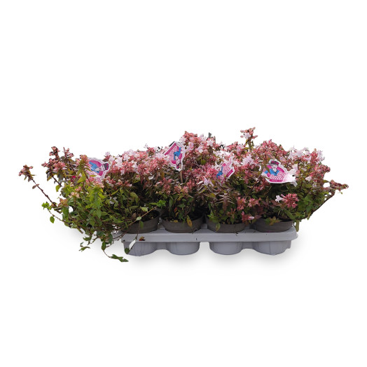 ABELIA grandiflora D13 x8 MIX