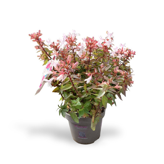 ABELIA grandiflora D13 x8 MIX