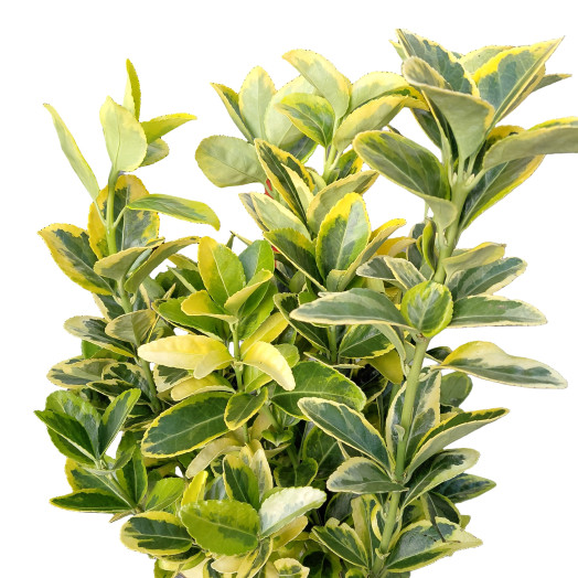 EUONYMUS japonicus D13 x10 Aureus