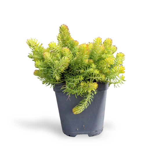 SEDUM rupestre C02 x8 Aurea
