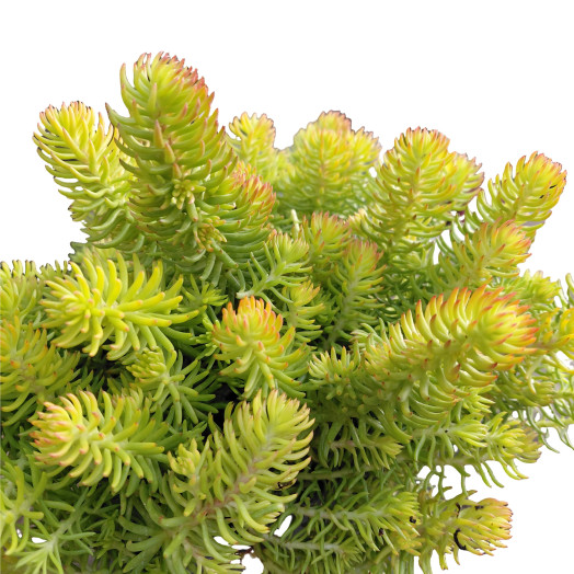 SEDUM rupestre C02 x8 Aurea
