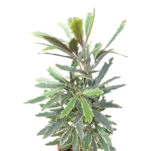 DIZYGOTHECA elegantissima MIX D09 x18
