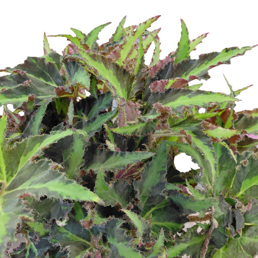 BEGONIA rex D17 P Lion Dance Magic Colours