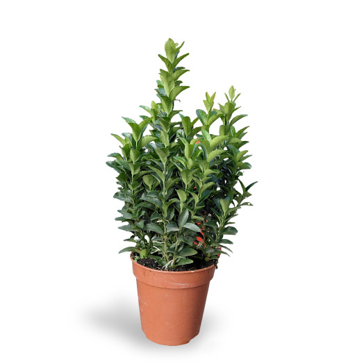 EUONYMUS japonicus D13 X10 Green Spire