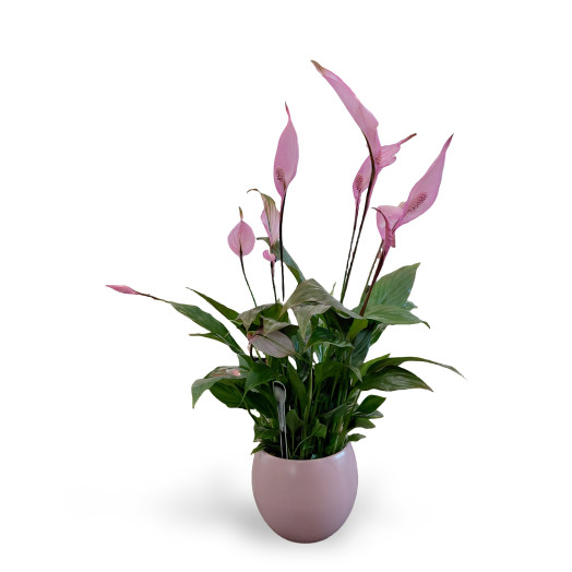 SPATHIPHYLLUM wallisii D13C P Make Upz Pot Boulle