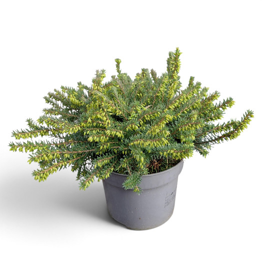 ERICA darleyensis D10.5 X12 MIX