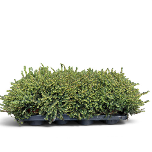 ERICA darleyensis D13 x8