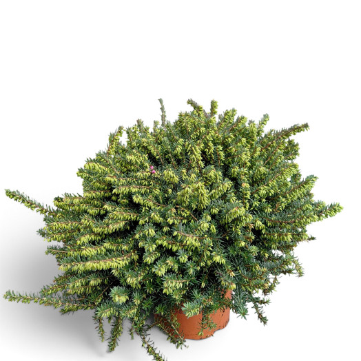 ERICA darleyensis D13 x8