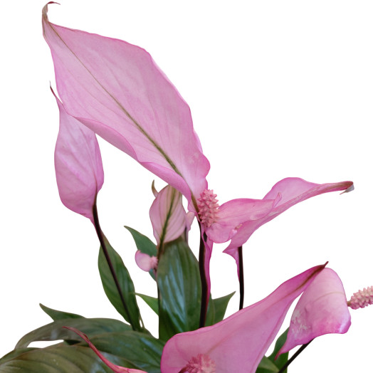 SPATHIPHYLLUM wallisii D13C P Make Upz Pot Boulle