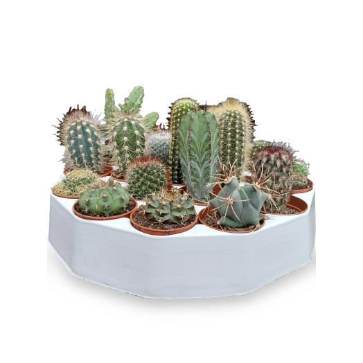 MINI CACTUS x D06 P x19 Ronde Tray