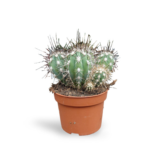 NOTOCACTUS magnificus D10 P x10