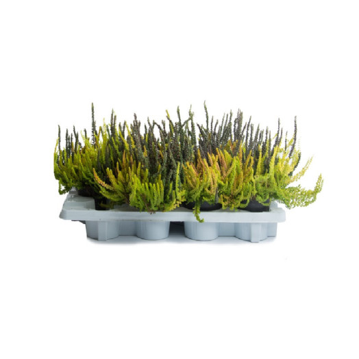 CALLUNA vulgaris D11X10 Garden Girls TRIO