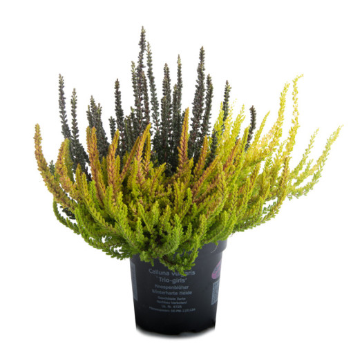 CALLUNA vulgaris D11X10 Garden Girls TRIO