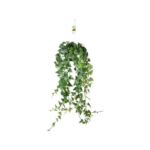 HEDERA helix D17 P SUSPENSION Pittsburgh XXL