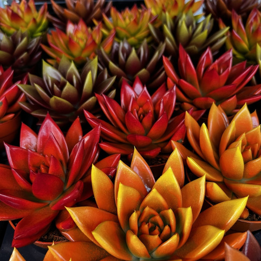 ECHEVERIA miranda D08 P x8 Bicolor Autumn MIX