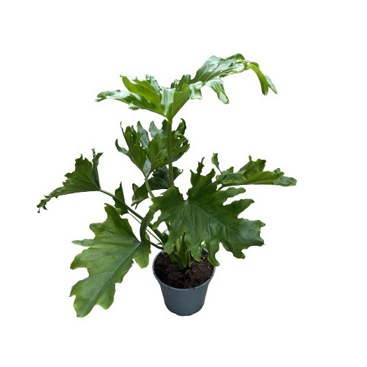 PHILODENDRON selloum D17 P Little Hope 60CM