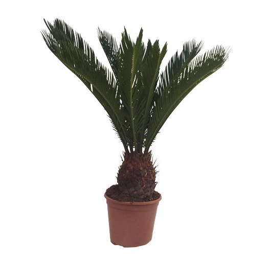 CYCAS revoluta D19 80CM
