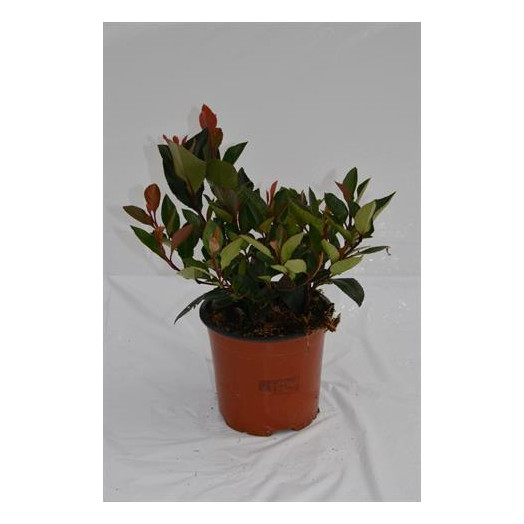 PHOTINIA fraseri D13Little Red robin