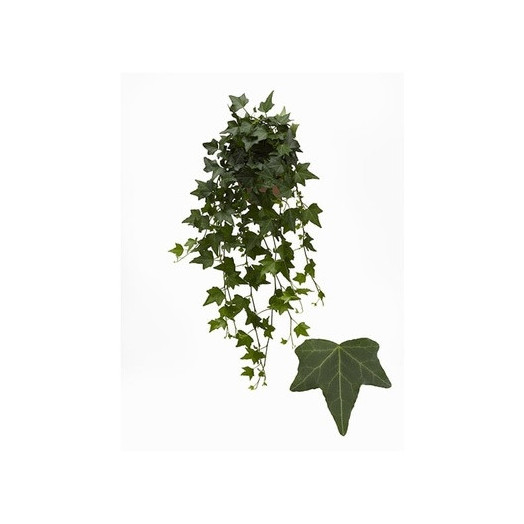 HEDERA helix D13 P x6 Pittsburg 25+