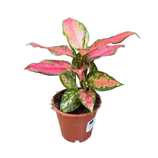 AGLAONEMA hybride D12 P X6 Flamingo
