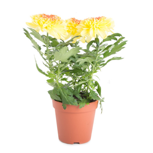 CHRYSANTHEMUM ind D12 P x10 Zembla MIX