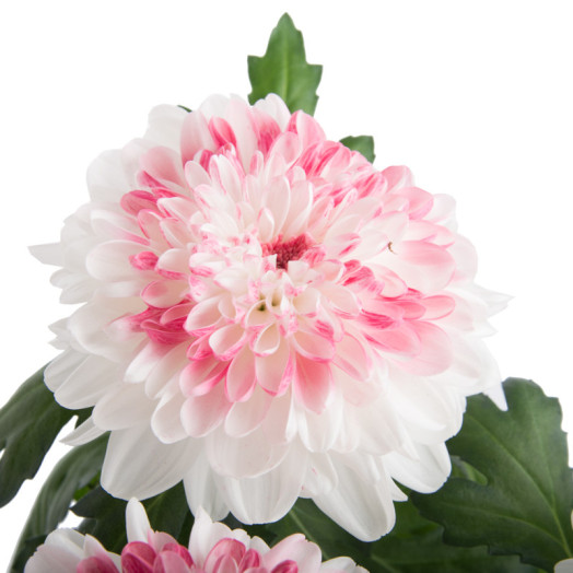 CHRYSANTHEMUM ind D12 P x10 Zembla MIX