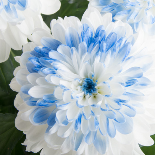 CHRYSANTHEMUM ind D12 P x10 Zembla MIX