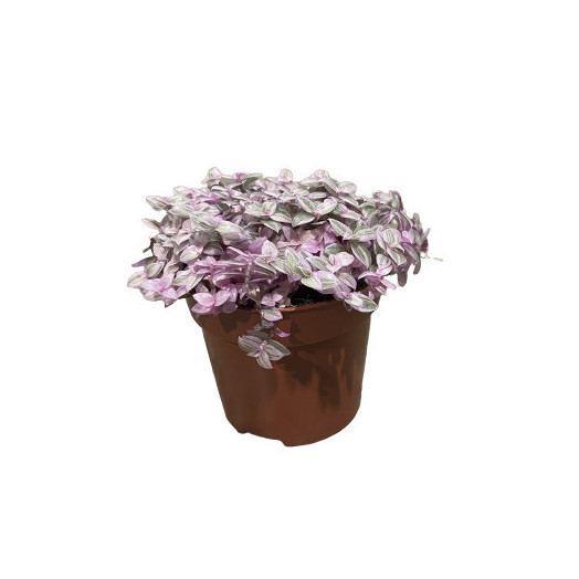 CALLISIA repens D10 P X8 Rosato