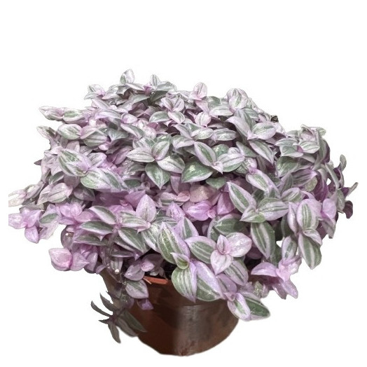 CALLISIA repens D10 P X8 Rosato