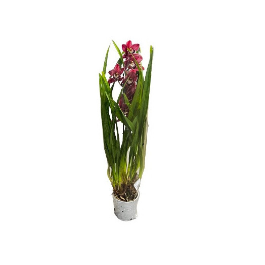 CYMBIDIUM hybride D12 1BR P X10 MIX