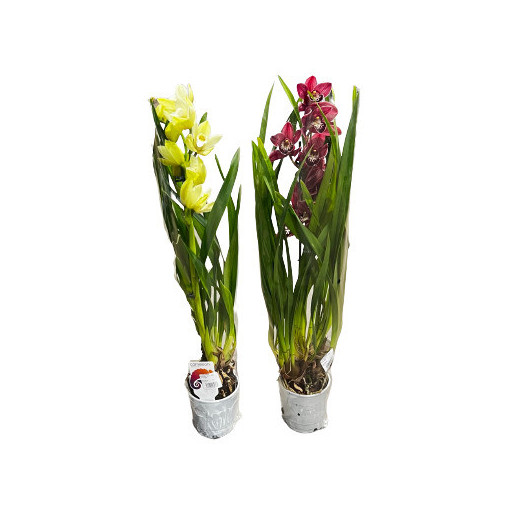 CYMBIDIUM hybride D12 1BR P X10 MIX