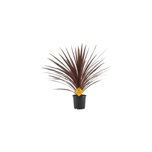 CORDYLINE australis D17 P Red Star 80CM