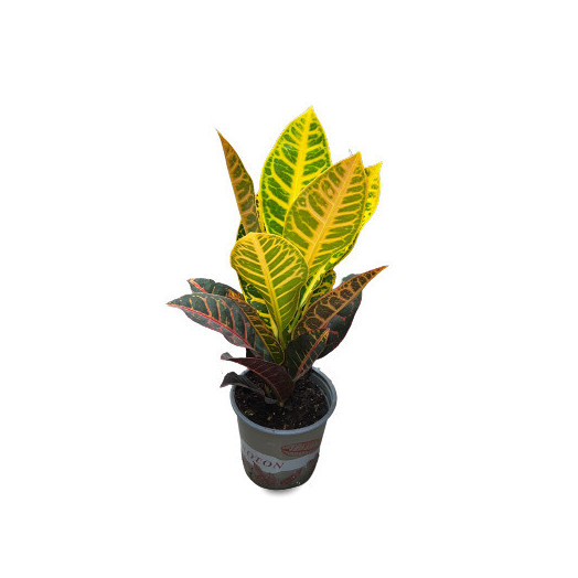 CODIAEUM variegatum D13 P X8 Petra