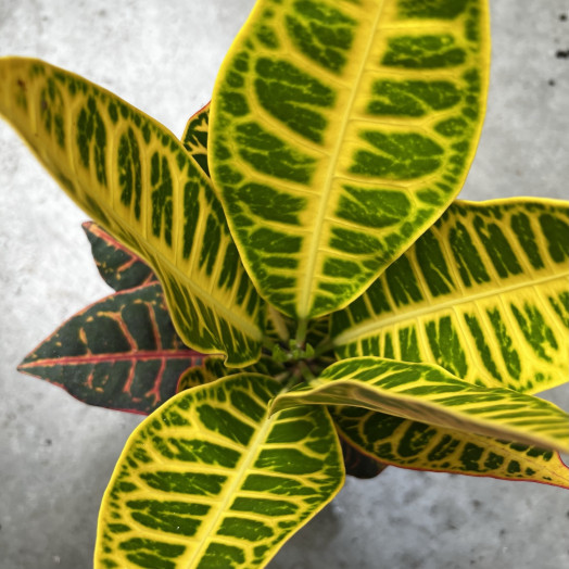 CODIAEUM variegatum D13 P X8 Petra