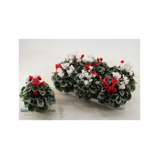 CYCLAMEN persicum D13 X6 Dragon