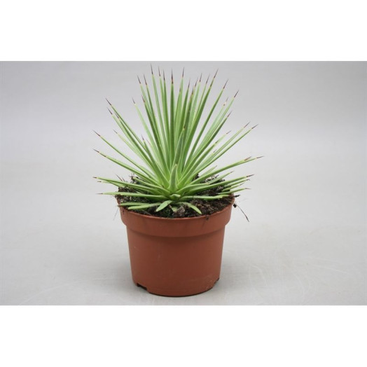 AGAVE stricta D10 P x6 Nana 15CM