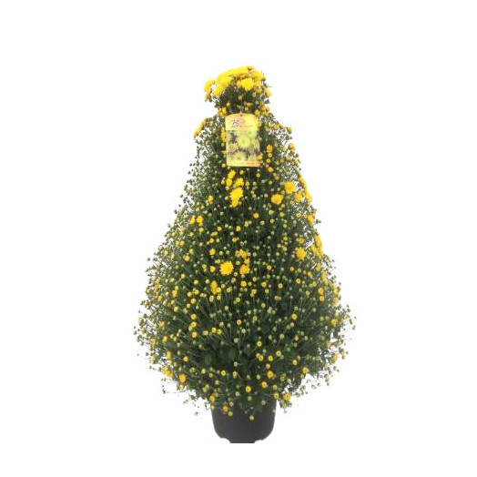 CHRYSANTHEMUM ind MULTI D24MIX PYRAMIDE 85-90CM