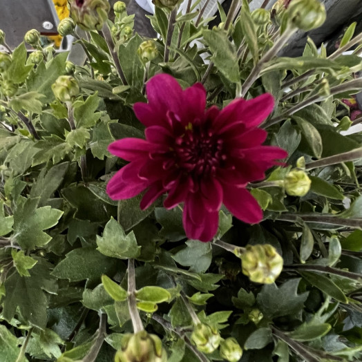 CHRYSANTHEMUM ind MULTI D24MIX PYRAMIDE 85-90CM