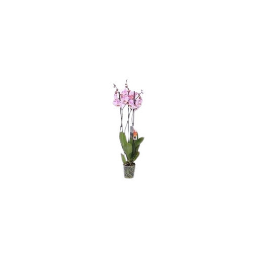 PHALAENOPSIS hybride D12 3BR X8 MULTI BLANC