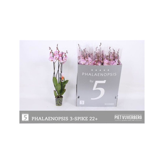 PHALAENOPSIS hybride D12 3BR X8 MULTI BLANC