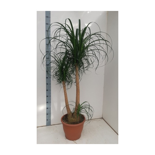 NOLINA recurvata D32 Beaucarnea 160CM